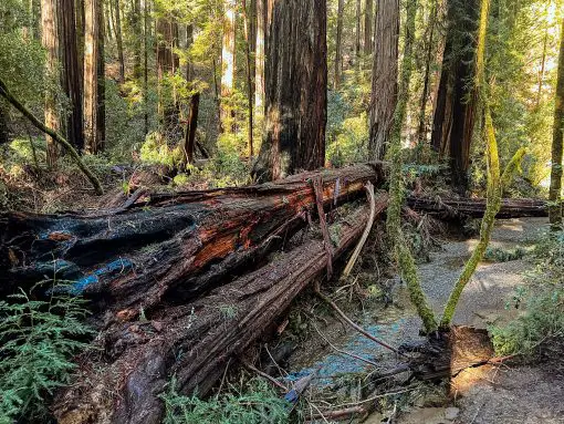The Best Armstrong Redwoods Hikes - Just Chasing Sunsets