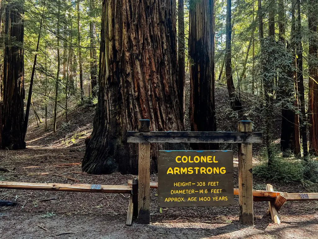 Colonel Armstrong tree in Armstrong Redwoods State Park.