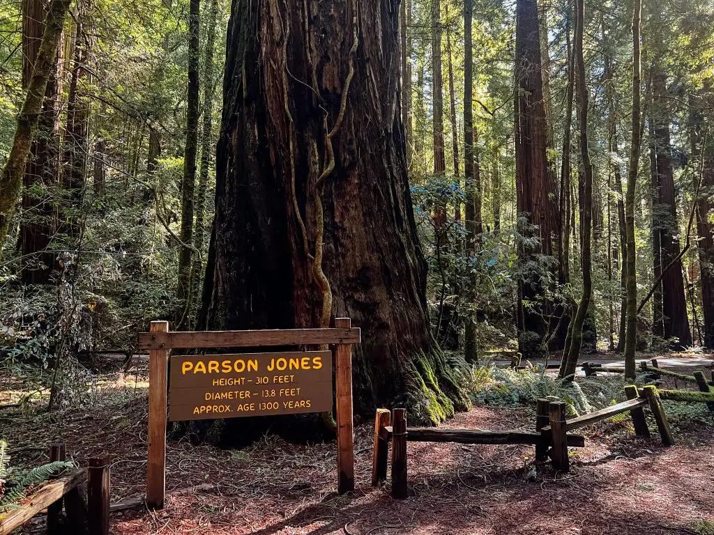 Parsons Tree in Armstrong Redwoods State Park.