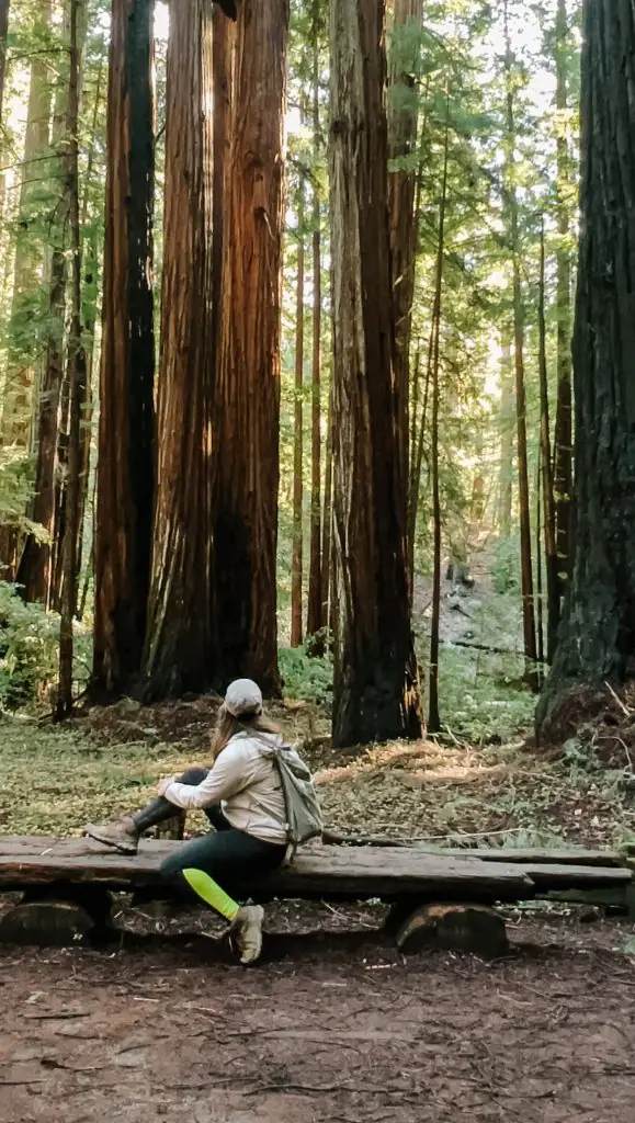 Me sitting in front of the tall California redwoods of Armstrong State Park.