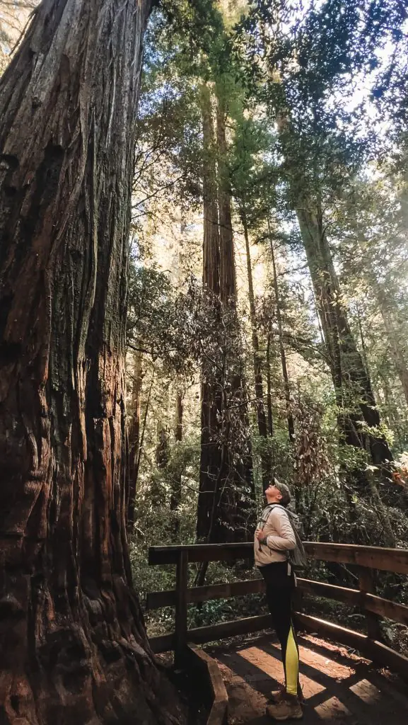 Me standing in front of a tall California Redwood tree at Armstrong Redwoods State Park.