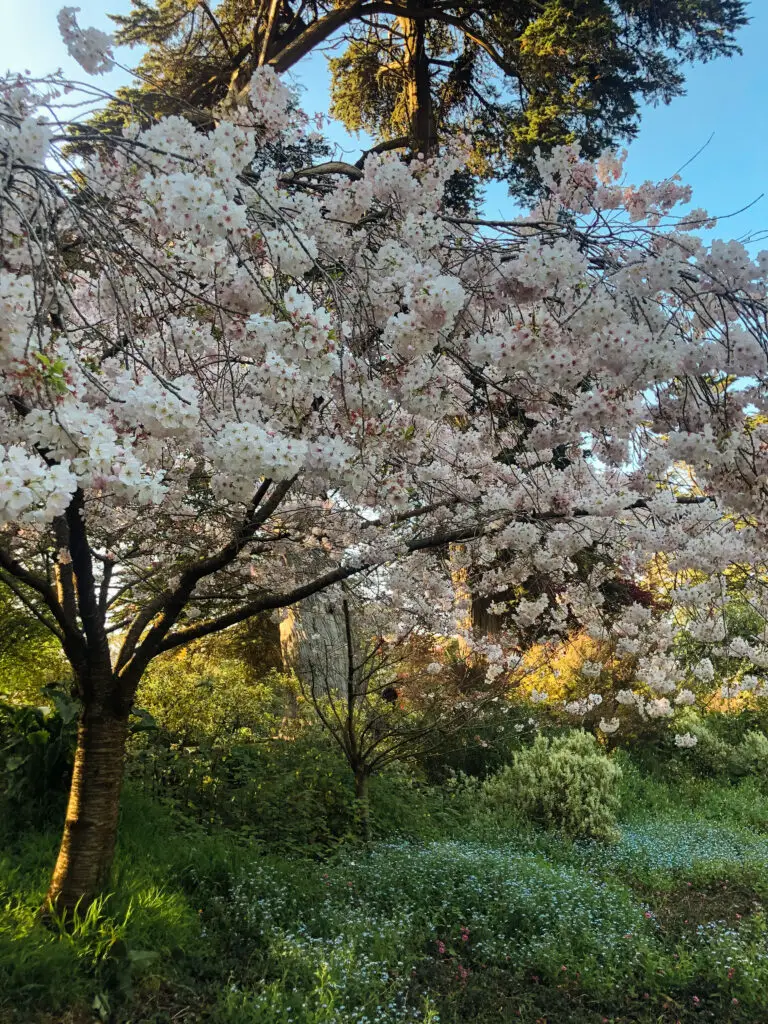 Cherry Blossoms blooming in Golden Gate Park, San Francisco.