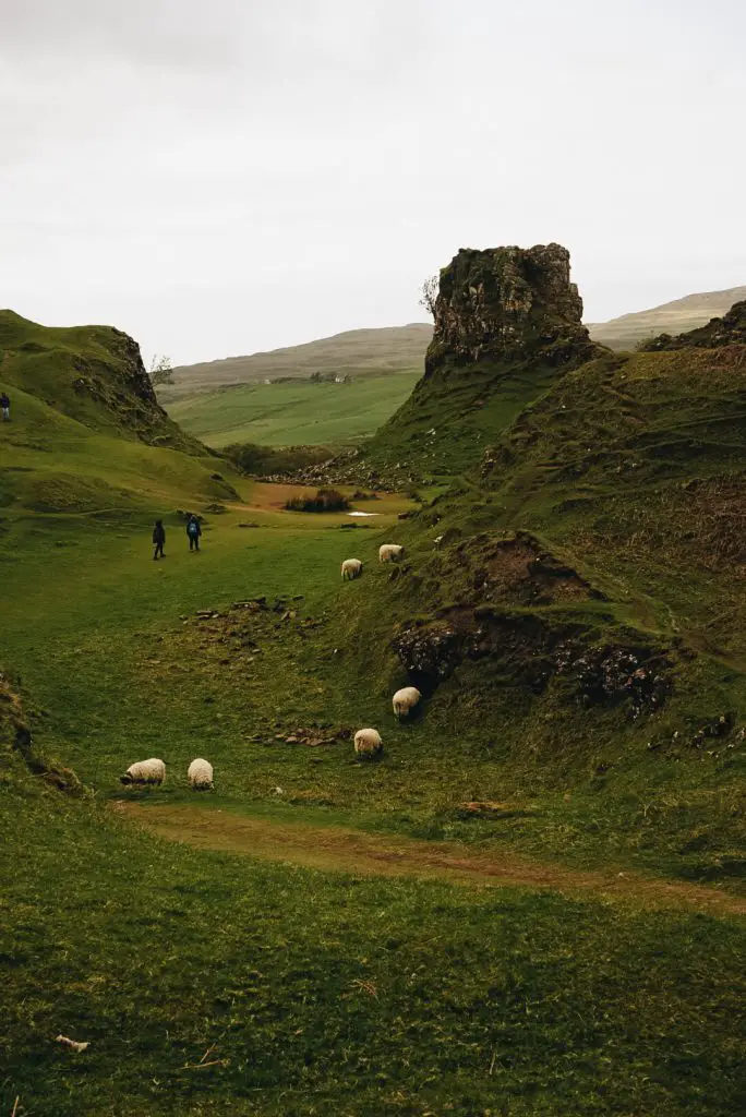 Sheep grazing at the Fairy Glen, Isle of Skye, Scotland.