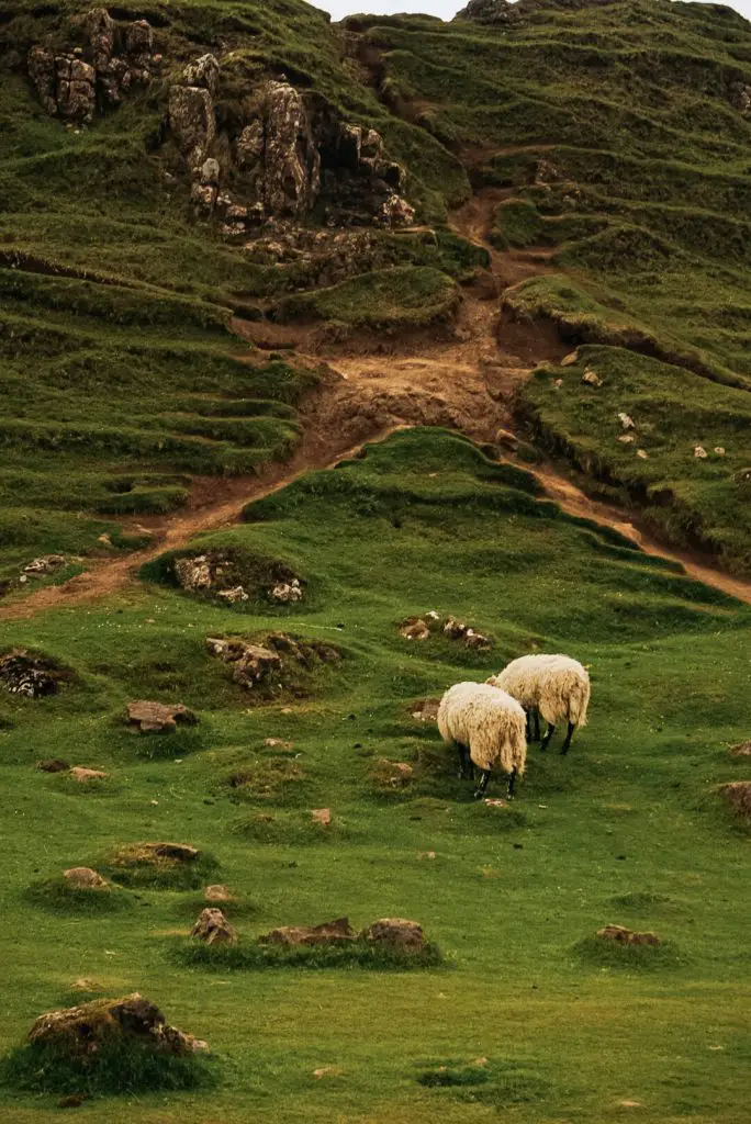 Sheep grazing at the Fairy Glen, Isle of Skye, Scotland.