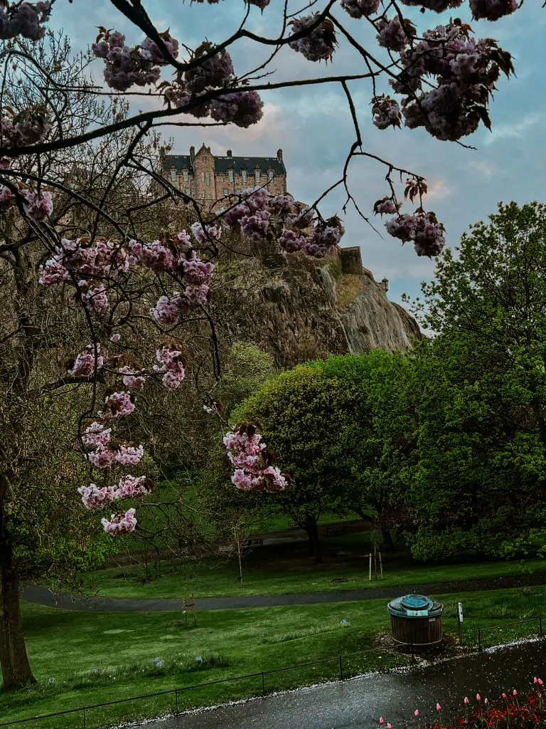 Cherry Blossoms blooming in Edinburgh Scotland during Spring.