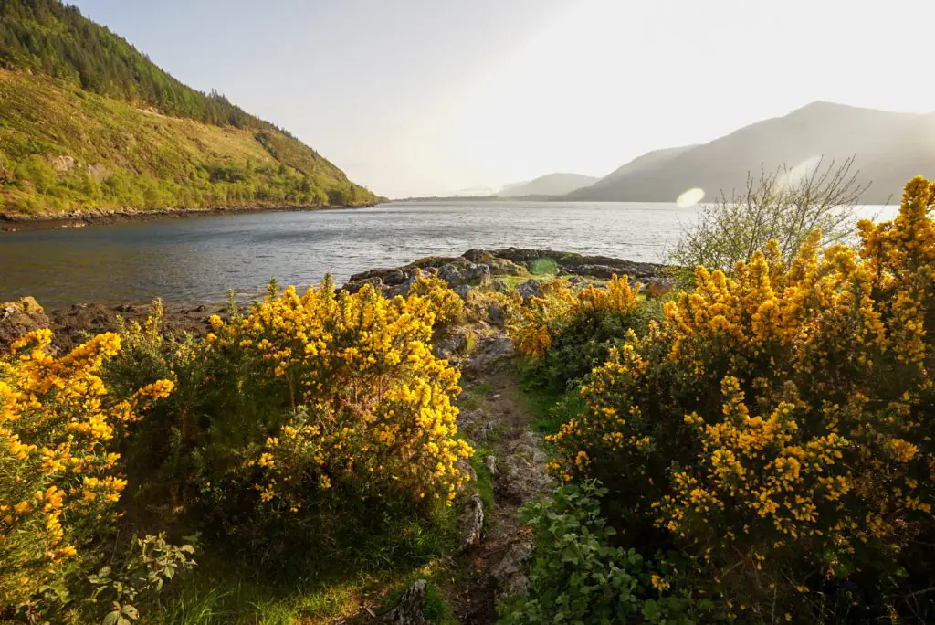 Yellow Grose flowering on the shores of a lake near Fort William, Scotland.