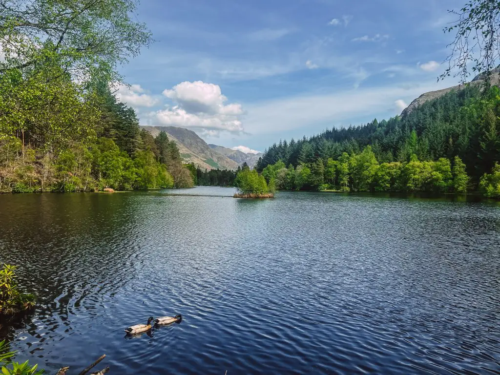 Two birds floating on Glencoe Lochan, Glencoe Scotland.
