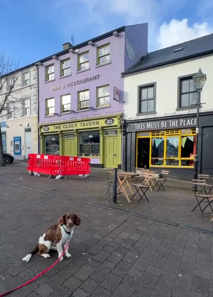 Dog sitting in front of the shops in Westport Ireland.