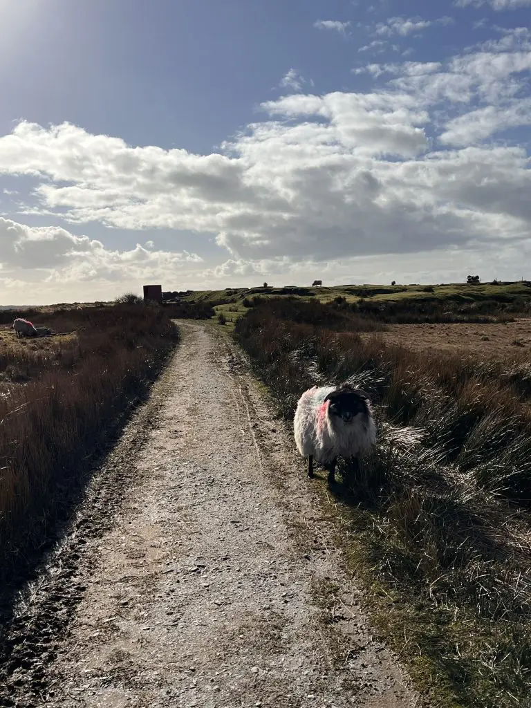 A sheep standing on the path in Connemara.