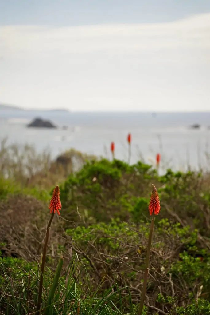 Wildflowers in Bodega Bay, California