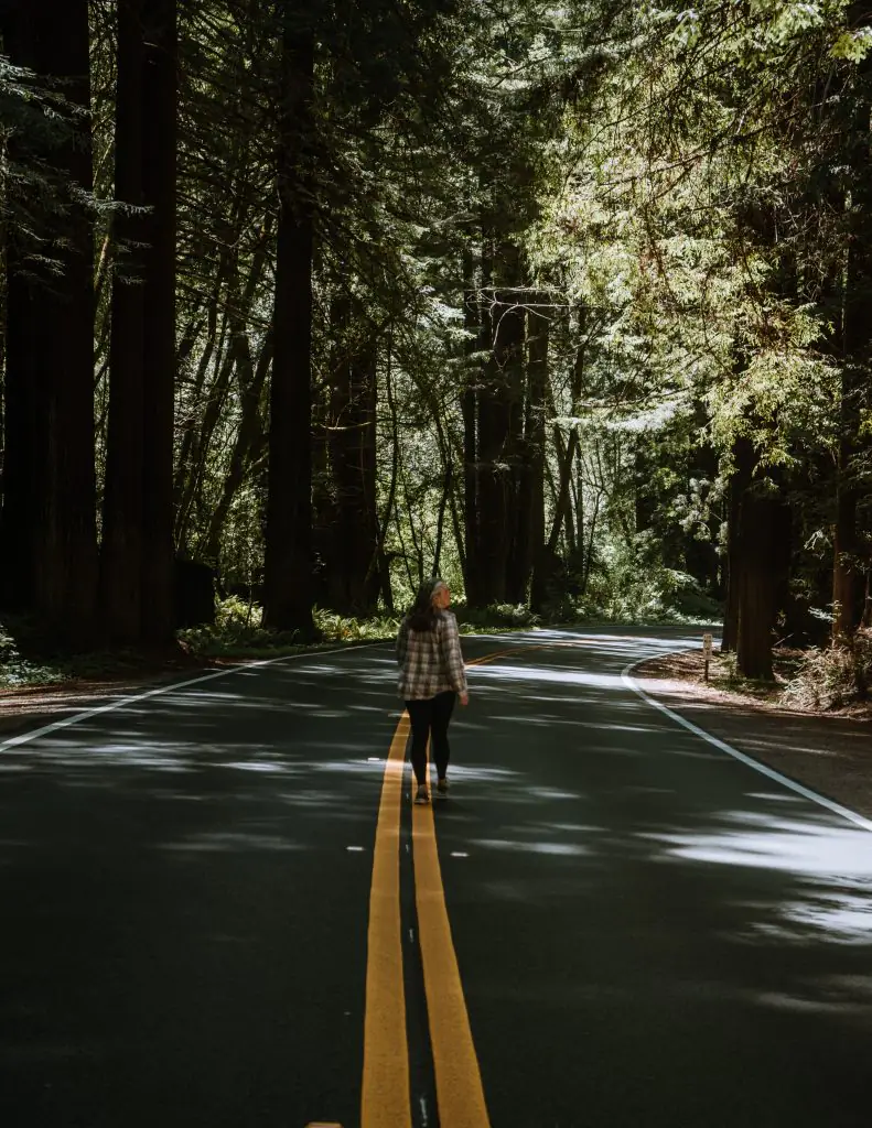 Walking down the road in the redwood forest