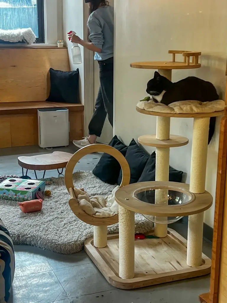 Cat cafe in Capitol Hill
