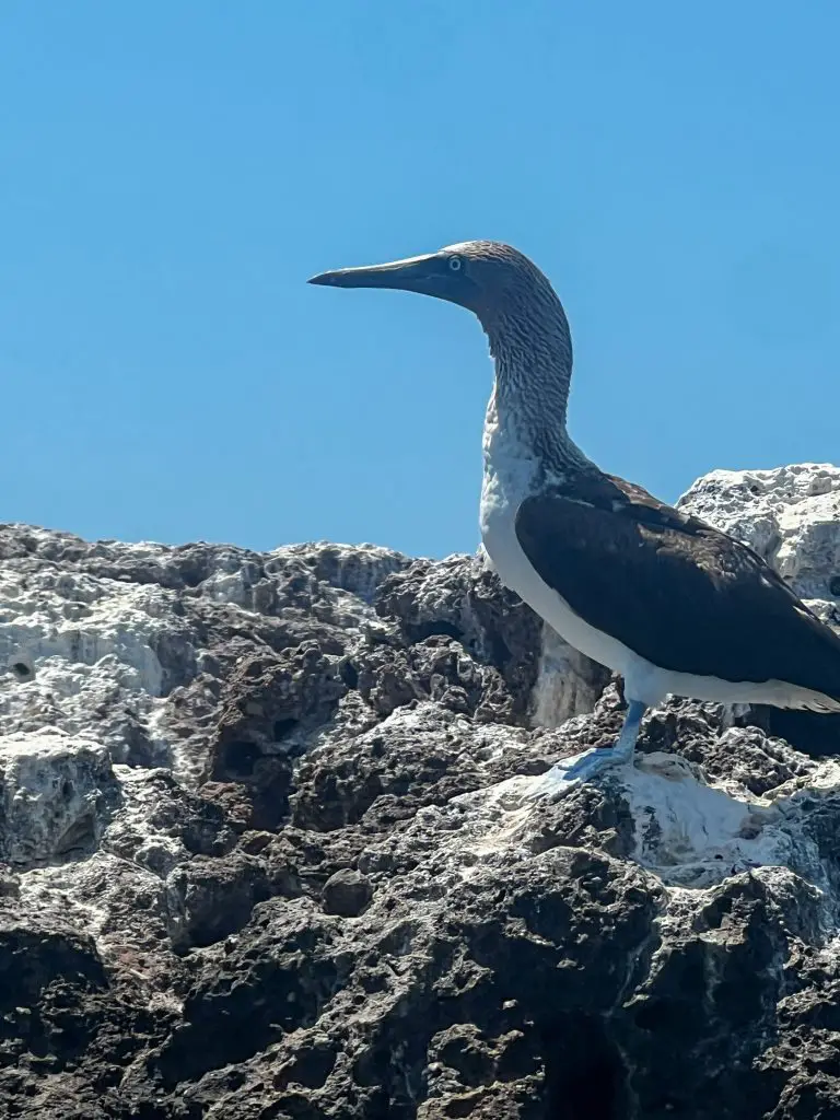 Marietas Island Blue Footed Booby