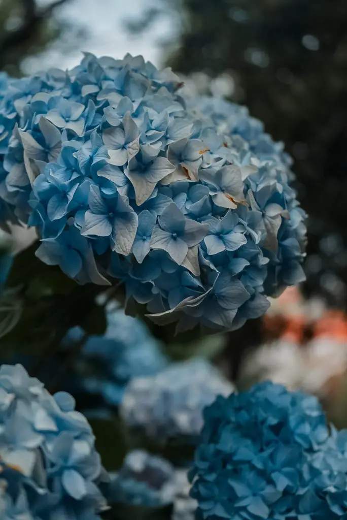 Blue flowers on Telegraph Hill, San Francisco, California.
