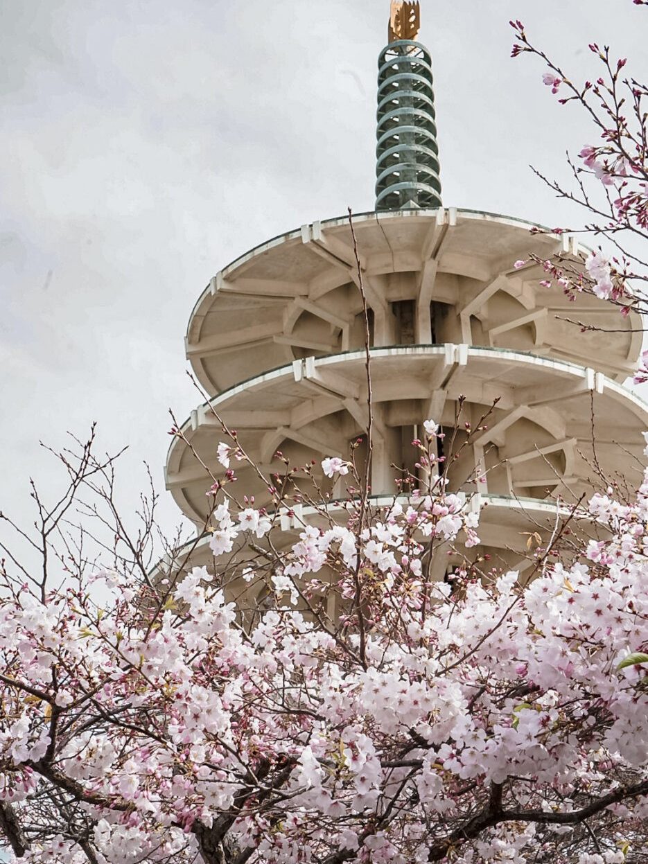 Peace Pagoda in Japantown San Francisco surrounded by Cherry Blossoms.
