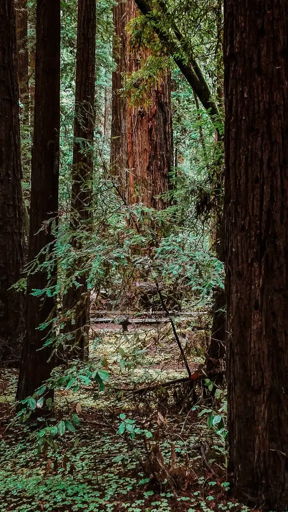 Redwood trees in Armstrong Redwoods near Guerneville, California.