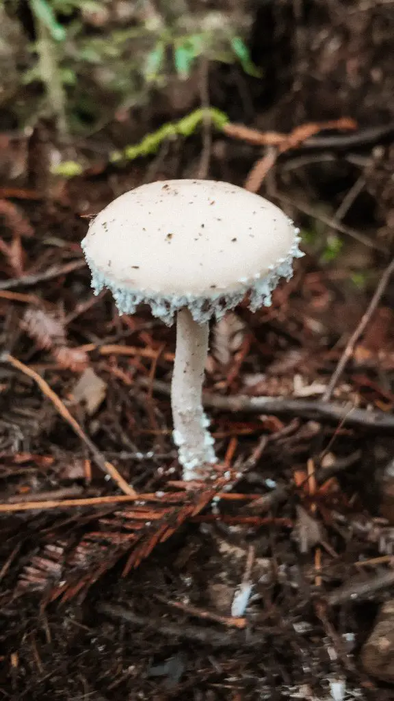 White mushroom in the redwoods near Guerneville, California.