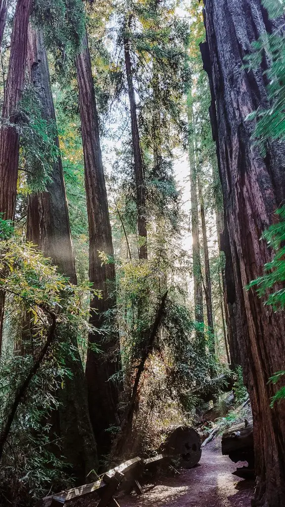 Redwood forest in Guerneville, CA.