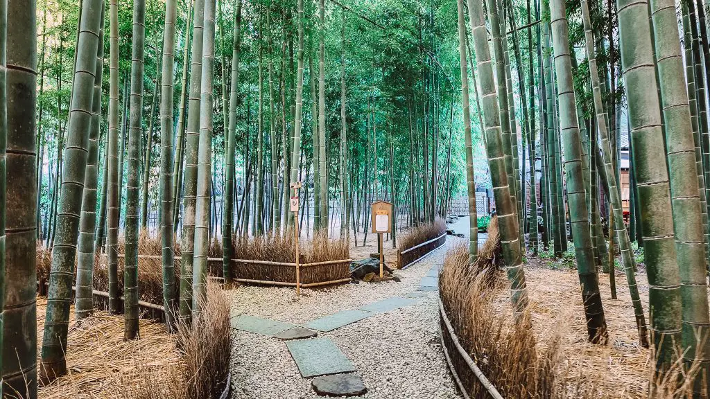 Bamboo forest in Kamakura Japan.
