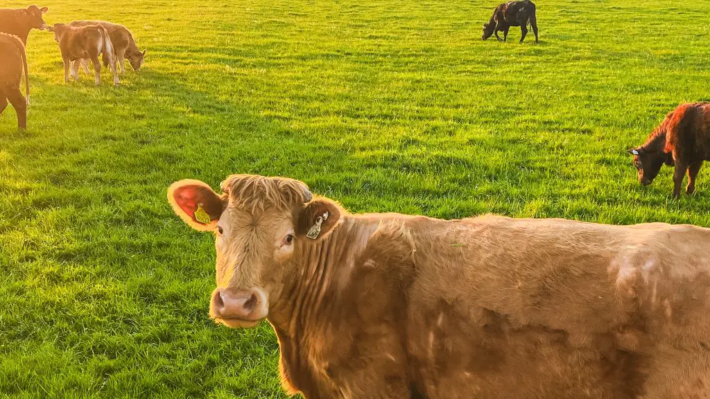 A brown cow looking at the camera at sunset with a few other cows grazing in the background.