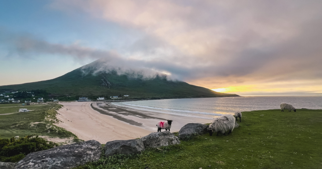 Sunset over a mountain and beach with sheep in the foreground on Achill Island in Ireland.