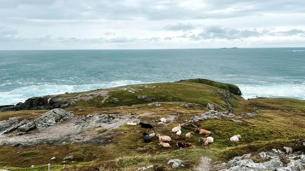 Cows on a green cliff that leads to the blue ocean in Donegal, Ireland.