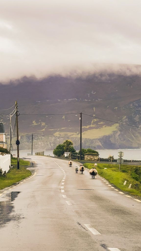 Sheep on Achill Island road on a very cloudy day in Ireland.