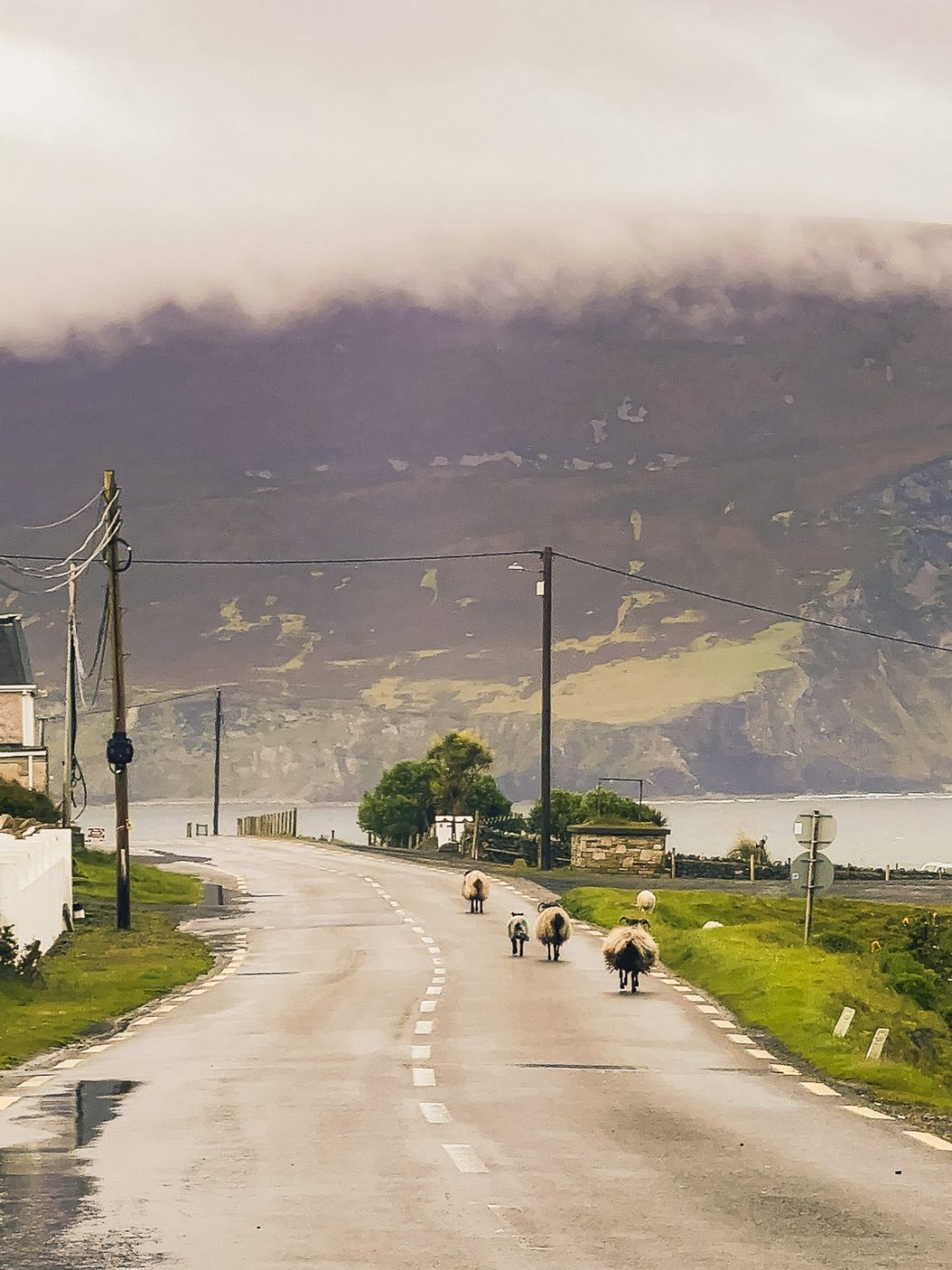 Sheep on Achill Island road on a very cloudy day in Ireland.