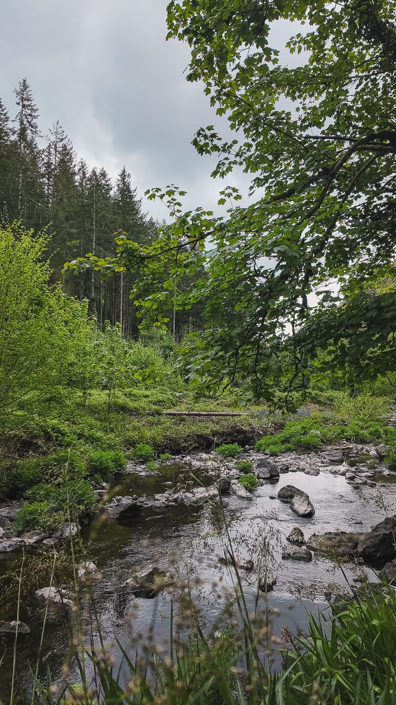 Rocky creek surrounded by tall green trees on a cloudy day on the Devil’s Glen trail in Wicklow, Ireland.