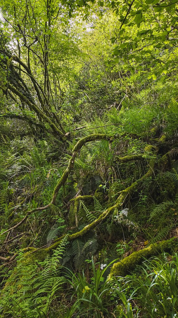 Moss covered tree branches and green ferns on the Devil's Glen Hike in Wicklow, Ireland.