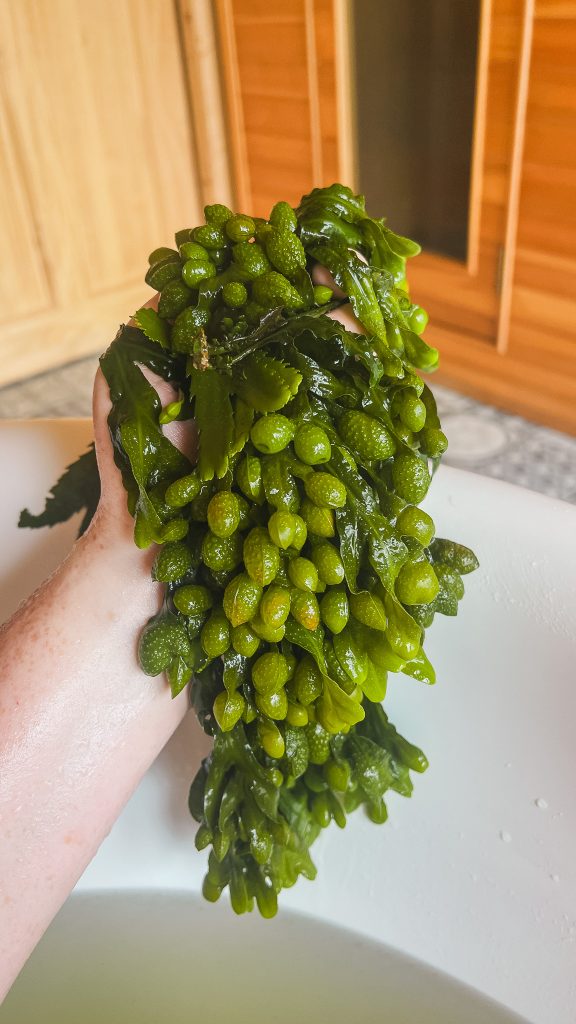 A bunch of green seaweed.