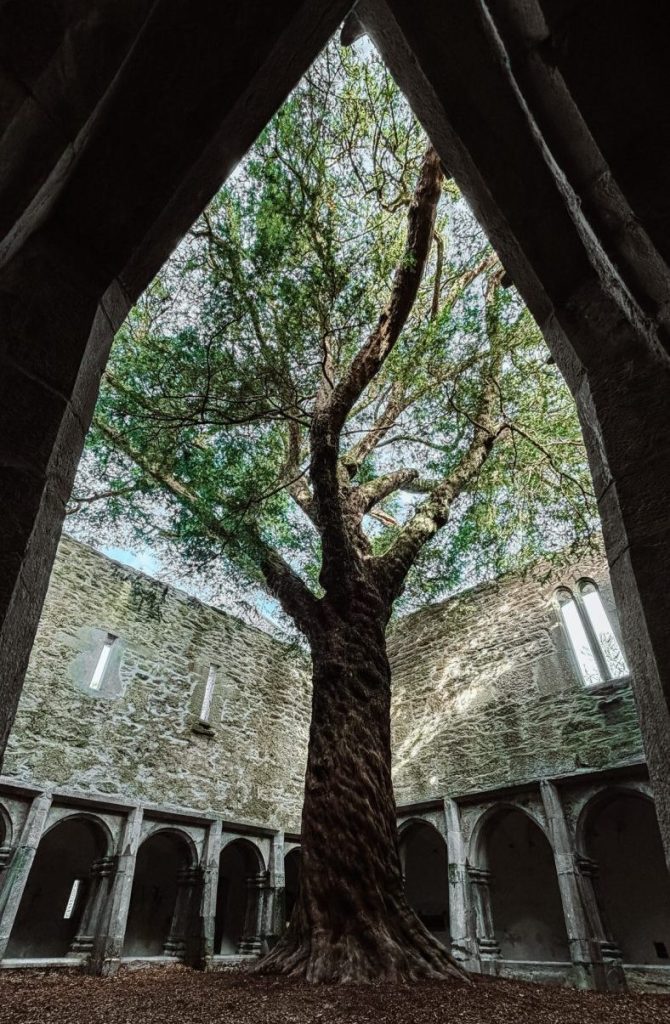 A yet tree, with a twisted trunk and green leaves on the top grows in the middle of cloisters.
